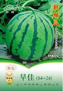 ZAOJIA (84-24) watermelon