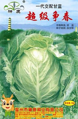 Spring Cabbage